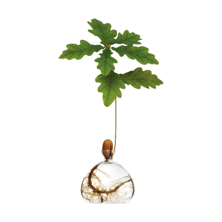 Acorn Vase – Clear