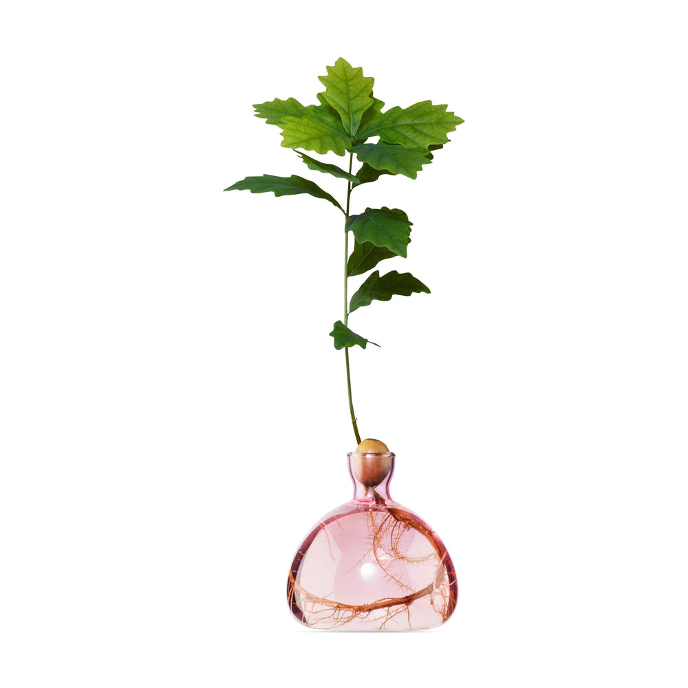 Acorn Vase – Pink