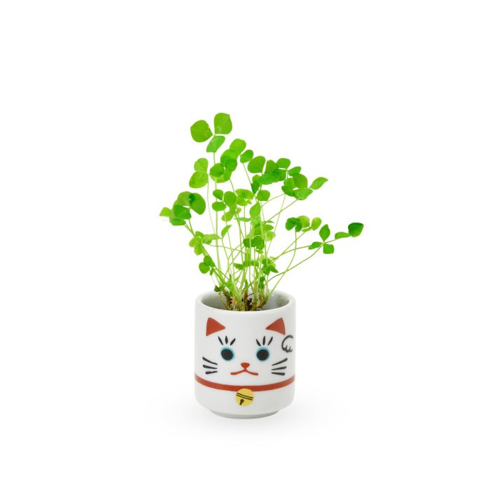 Lucky Mini Planter Kit – Cat / Clover