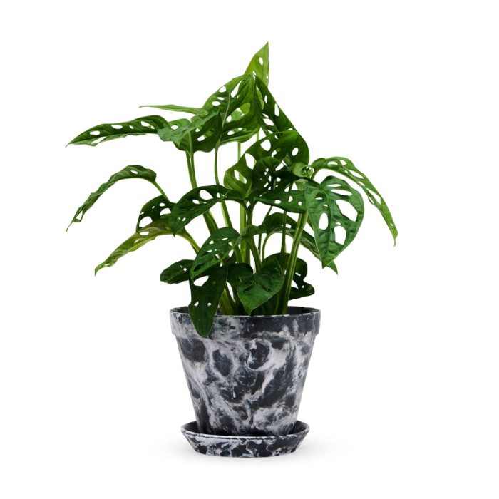 Blumen Marbled Planter and Saucer Set – Black/White