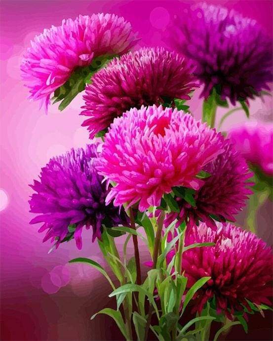 Aster Autumn Flower