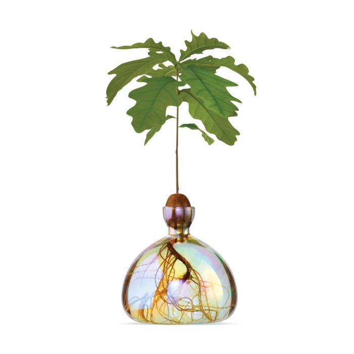 Acorn Vase – Iridescent