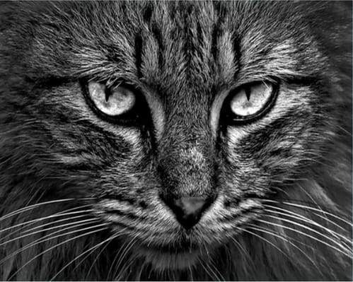 Cat’s head
