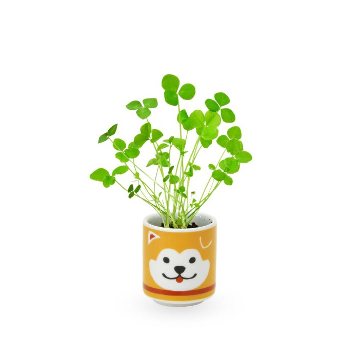 Lucky Mini Planter Kit – Dog / Clover