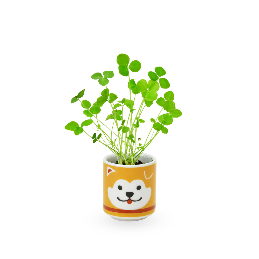 Lucky Mini Planter Kit – Dog / Clover