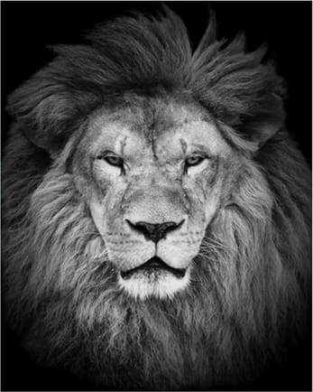 Lion’s Head
