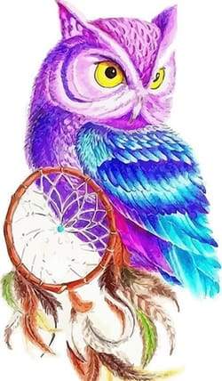 Owl in Color