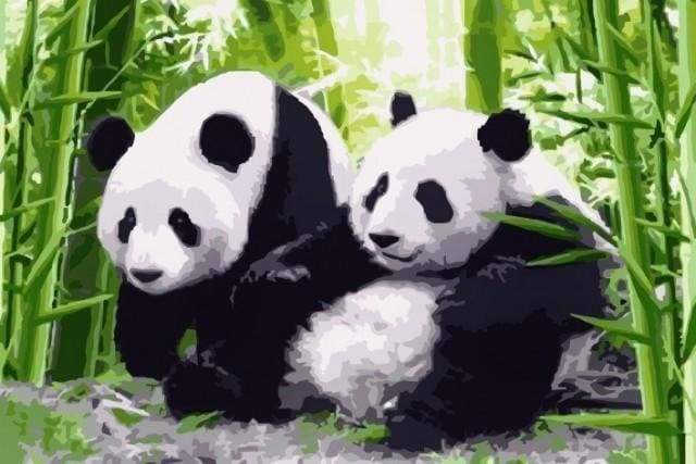 Pandas in Japan